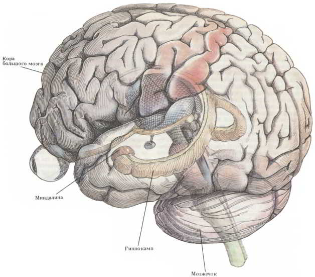 Системы головного мозга и память
