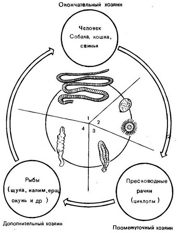 Жизненный цикл широкого лентеца схема