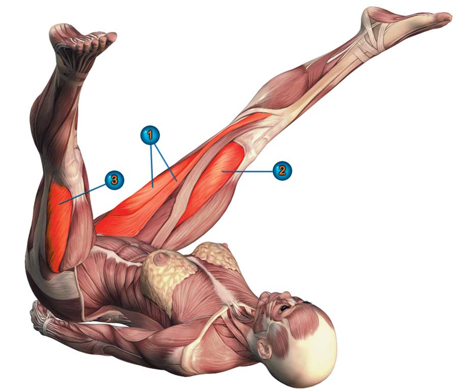 Ноги и мышцы все время. Урдхва дханурасана анатомия. Урдхва дханурасана мышцы. Халасана анатомия. Пурва Халасана.