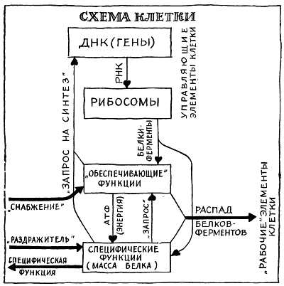 Глава III. Наука о механизмах болезней и здоровья