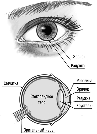 Инородные тела