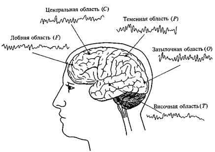 Методики изучения функциональной организации мозга