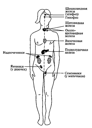 Важнейшие железы внутренней секреции