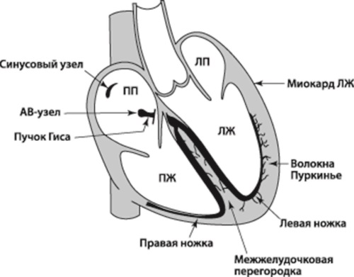 Синусовый ритм – это нормальный <a href='https://ours-nature.ru/lib/b/book/1007651589/35' target='_blank' rel='external'>физиологический</a> ритм сердца.