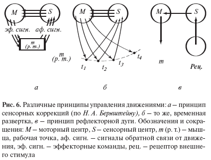 Механизмы организации движений по Н. А. Бернштейну: принцип сенсорных коррекций, схема рефлекторного кольца, теория уровней