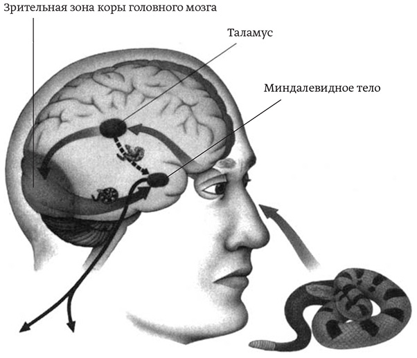 «Эмоциональный часовой»