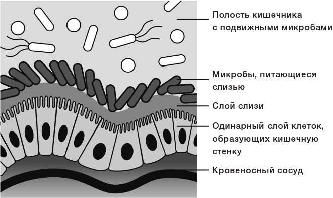 Стенка кишечника