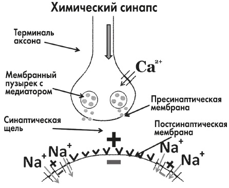 Глава девятая Гормоны-настройщики