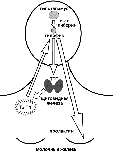 Щитовидная железа: для чего нужна?