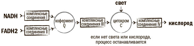 Как испортилась хорошая митохондрия