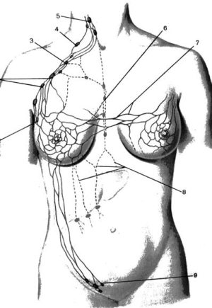 Анатомия и физиология молочной железы