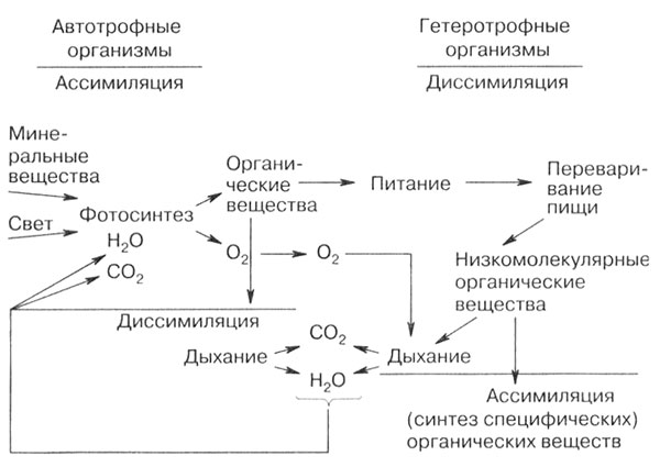 Рис. 4. Биологический круговорот веществ. Связь организмов и процессов обмена веществ
