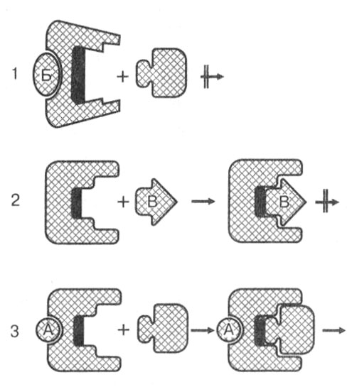 Рис. 7. Действие ингибиторов и активаторов на фермент: I — действие неконкурентного ингибитора Б приводит к изменению конфигурации белка, и субстрат не может присоединиться к активному центру фермента; 2 — конкурентный ингибитор В занимает место субстрата в активном центре и блокирует его, но реакция не идет из-за несоответствия вещества конфигурации активного центра; 3 — действие активатора А так изменяет конфигурацию фермента, что субстрат легко присоединяется к активному центру, реакция происходит и продукты освобождаются