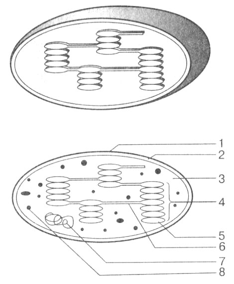 Рис. 8. Строение хлоропластов. А — объемная схема; Б — плоская схема строения: 1 — наружная мембрана; 2 — внутренняя мембрана; 3 — строма; 4 — граны; 5 — тилакоид; 6 — ламелла; 7 — ДНК; 8 — рибосомы