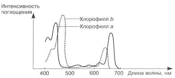 Рис. 9. Спектры поглощения и интенсивность фотосинтеза у разных видов хлорофилла