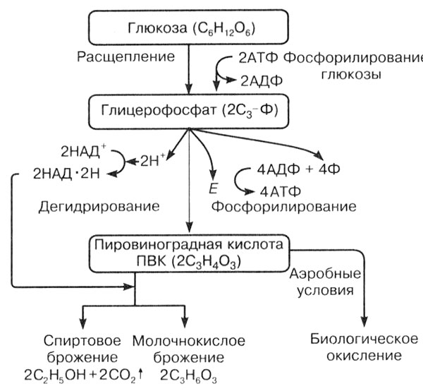 Рис. 16. Схема процесса гликолиза