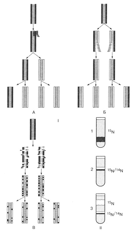 Puc. 24. Гипотезы процесса репликации ДНК: 1. А — консервативная; Б — полуконсервативная; В — фрагментарная. II. Результат центрифугирования молекулы ДНК бактерий