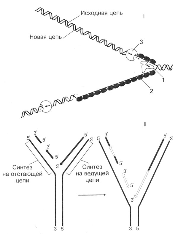 Рис. 25. Репликация ДНК: I — строение репликационной вилки: 1 — ДНК-расплетающий белок; 2 — ДНК-связывающий белок; 3 — ДНК-полимераза; II — синтез ДНК на ведущей и отстающей цепи (стрелками показано направление синтеза и перемещение ДНК-полимеразы)