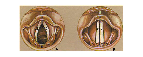 А. Голосовые связки