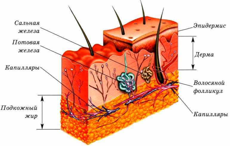 Свойства кожного покрова человека