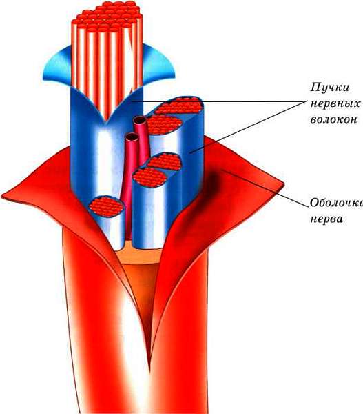 Нервные клетки — нейроны