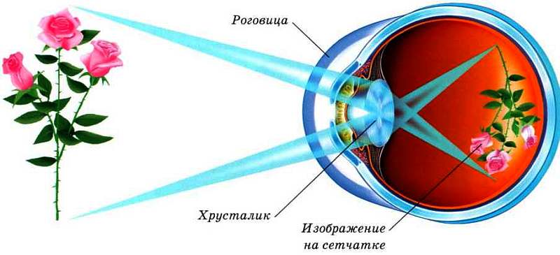 Изображение на сетчатке глаза мнимое или действительное изображение