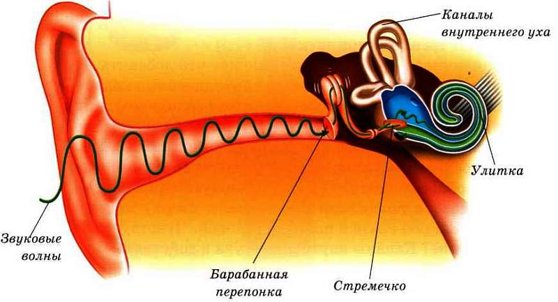 Во внутреннем ухе расположены. Строение внутреннего уха человека анатомия. Строение улитки уха человека. Строение улитки внутреннего уха человека. Внутреннее строение уха человека для детей.