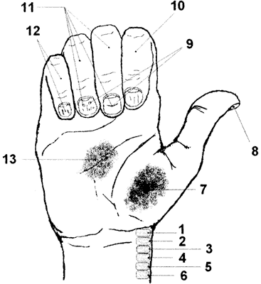 Диагностика по рукам пациента (Левая рука человека. Правая рука человека)