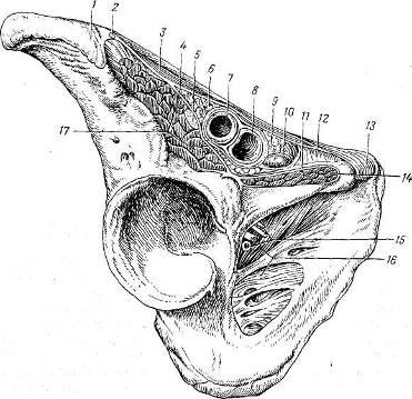 Грыжи топографическая анатомия оперативная хирургия thumbnail