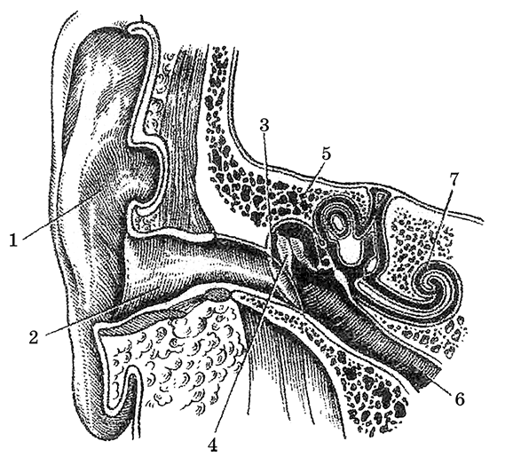Рис. 49. Фронтальный разрез через орган слуха: