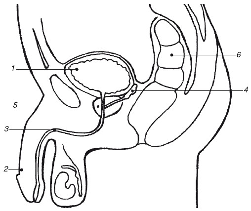 Предстательная железа (простата)