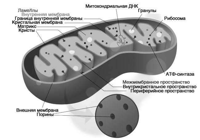 Дети с тремя родителями